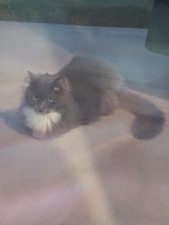 Found/Stray Unknown Cat last seen Hatley Burris Rd, Stanfield, NC 28163
