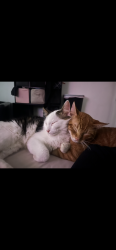 Lost Male Cat last seen E Warren Ave, Donald Ave, Evans Ave. 80222, Denver, CO 80222