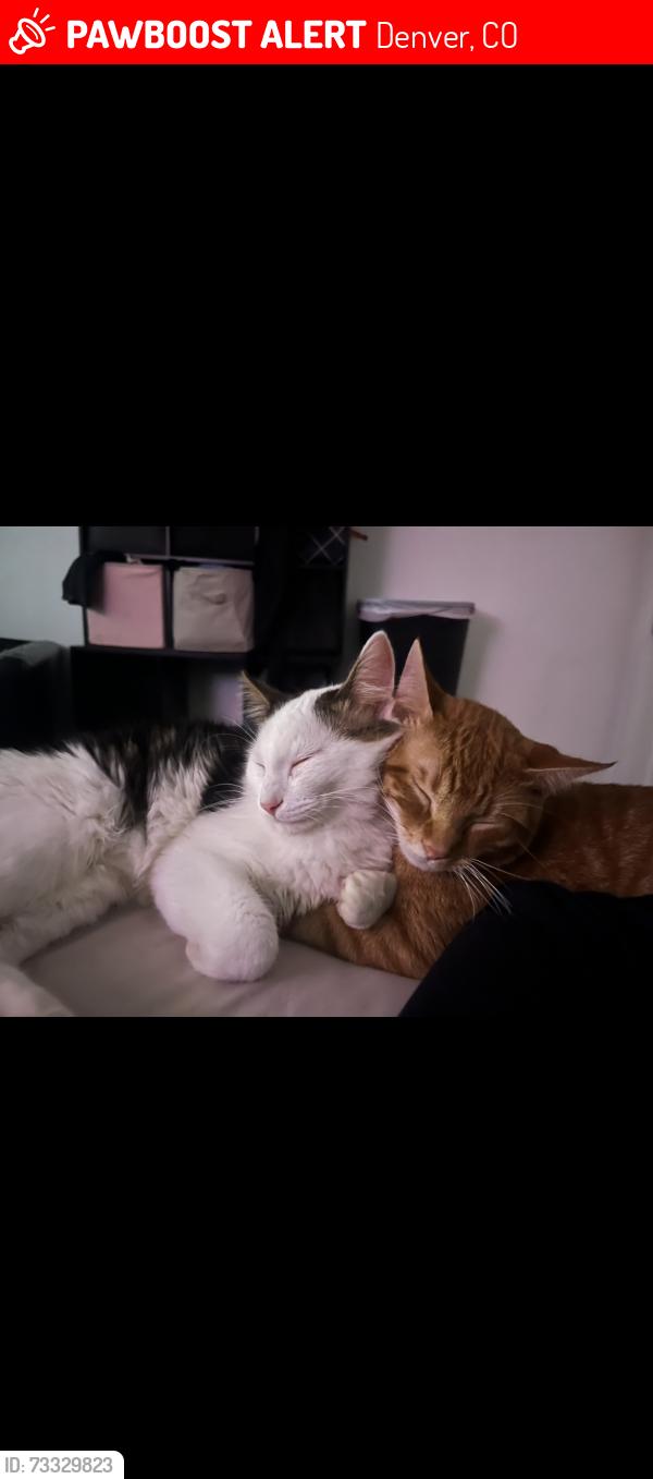 Lost Male Cat last seen E Warren Ave, Donald Ave, Evans Ave. 80222, Denver, CO 80222