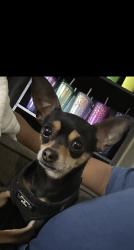 Reunited Male Dog last seen 5th and Susan, Santa Ana, CA 92703