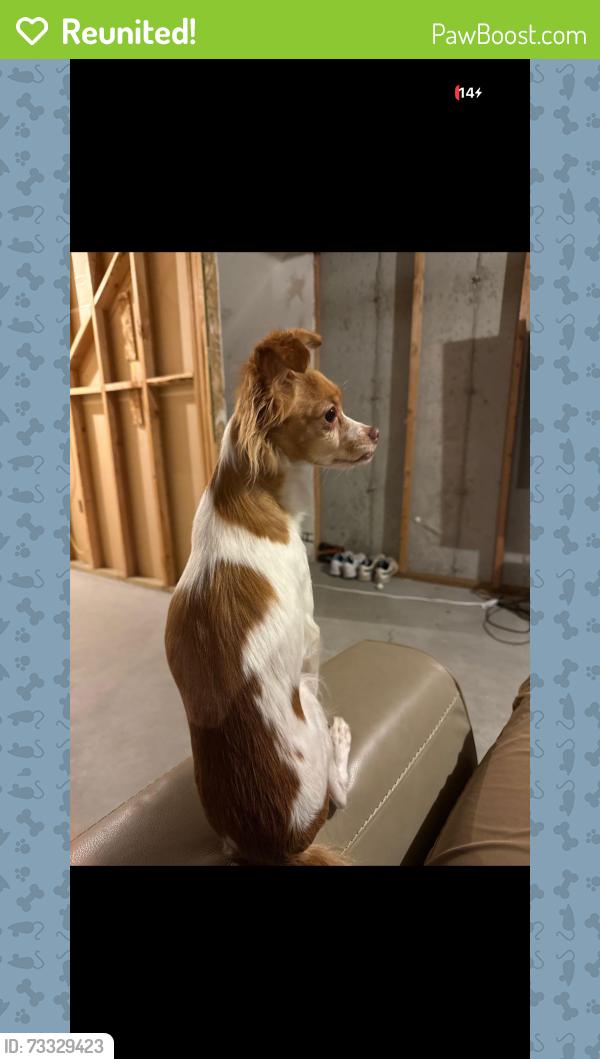 Reunited Female Dog last seen Near W 5400 S, Taylorsville, UT 84129