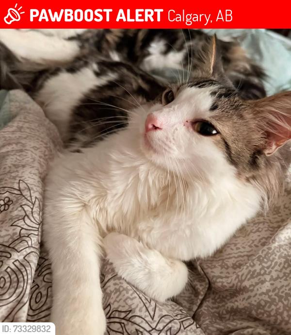Lost Male Cat last seen Town Arenas, Calgary, AB T2B 2V9