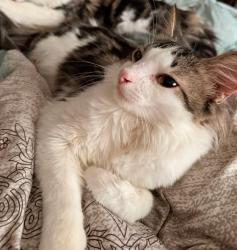 Lost Male Cat last seen Town Arenas, Calgary, AB T2B 2V9