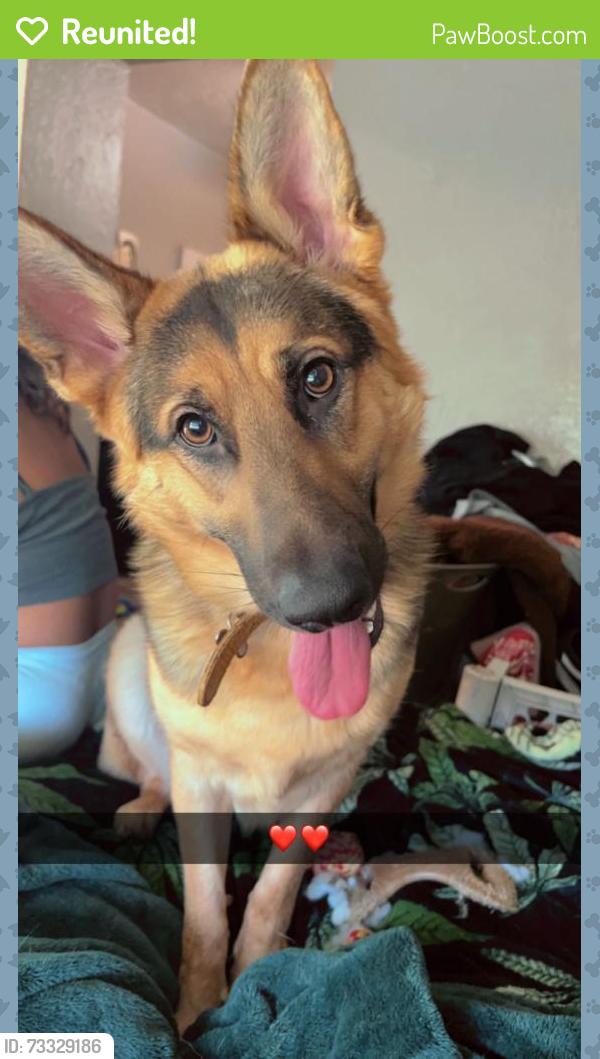 Reunited Female Dog last seen Running towards las palmas park, San Fernando, CA 91341