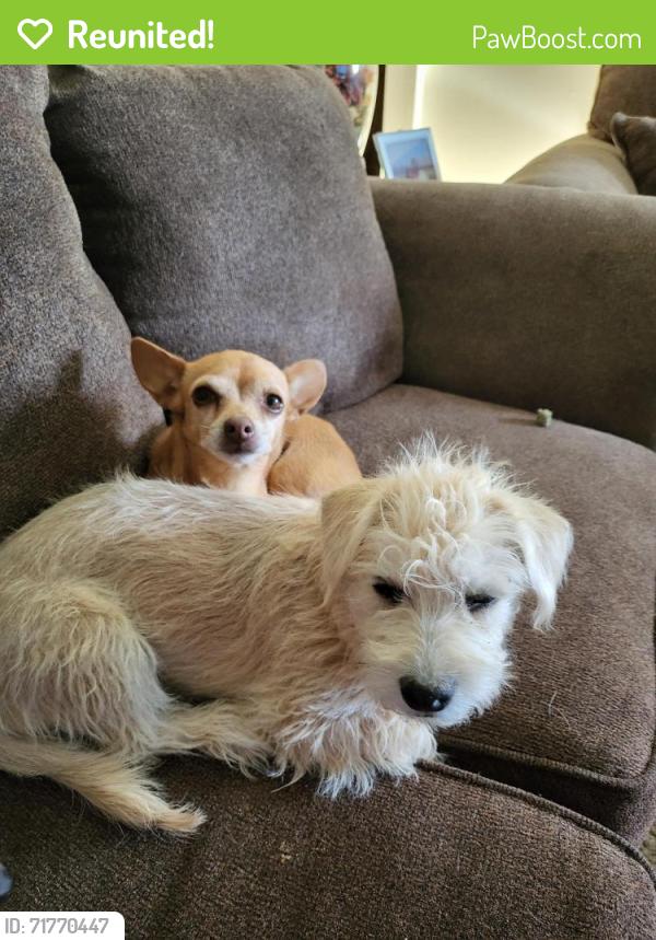 Reunited Male Dog last seen Sweetwater, El Paso, TX 79924