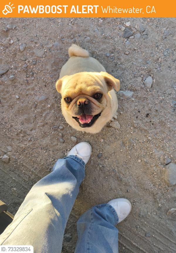 Found/Stray Male Dog last seen Arroyo Ave Whitewater, Whitewater, CA 92282