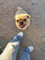 Found/Stray Male Dog last seen Arroyo Ave Whitewater, Whitewater, CA 92282