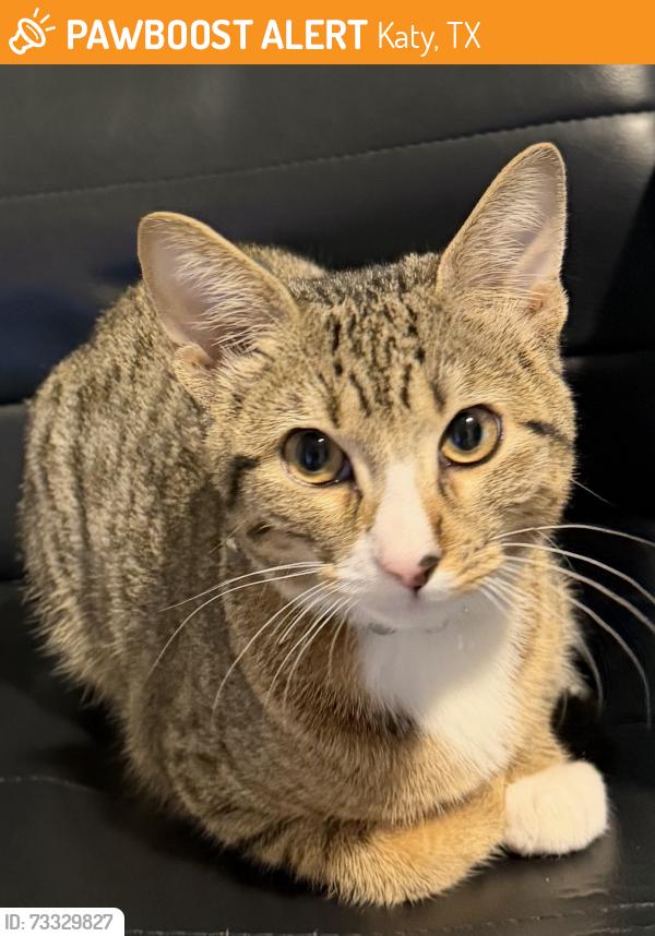 Found/Stray Female Cat last seen Katy Asia Town, Katy, TX 77449