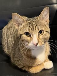 Found/Stray Female Cat last seen Katy Asia Town, Katy, TX 77449