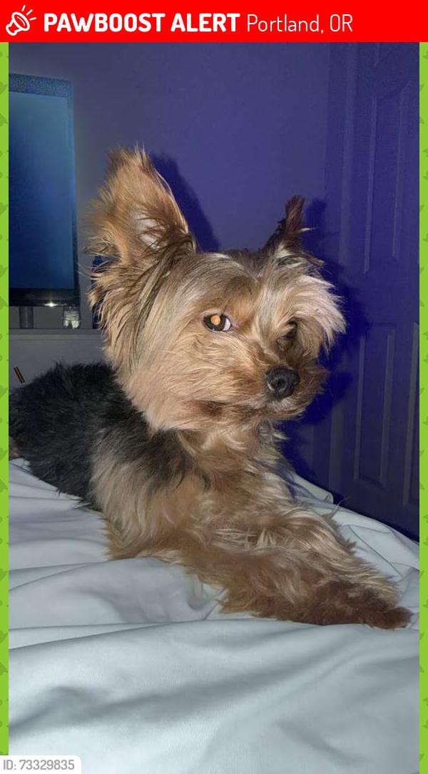 Lost Male Dog last seen Near nw 29 ave Miami FL 33142, Portland, OR 97210