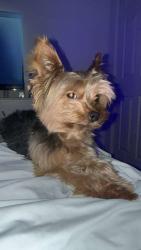 Lost Male Dog last seen Near nw 29 ave Miami FL 33142, Portland, OR 97210