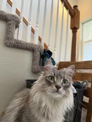 Lost Female Cat last seen Near W 29th st Greeley co, Greeley, CO 80634
