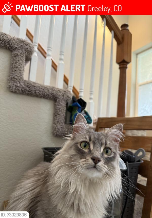 Lost Female Cat last seen Near W 29th st Greeley co, Greeley, CO 80634
