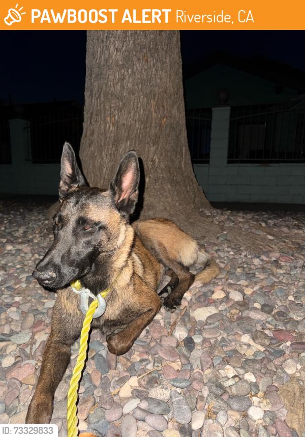 Found/Stray Female Dog last seen 4th & Eucalyptus, Riverside, CA 92507
