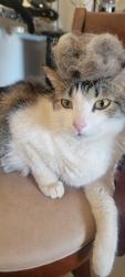 Lost Male Cat last seen Idaho and Wyoming, Valencia West, AZ 85757