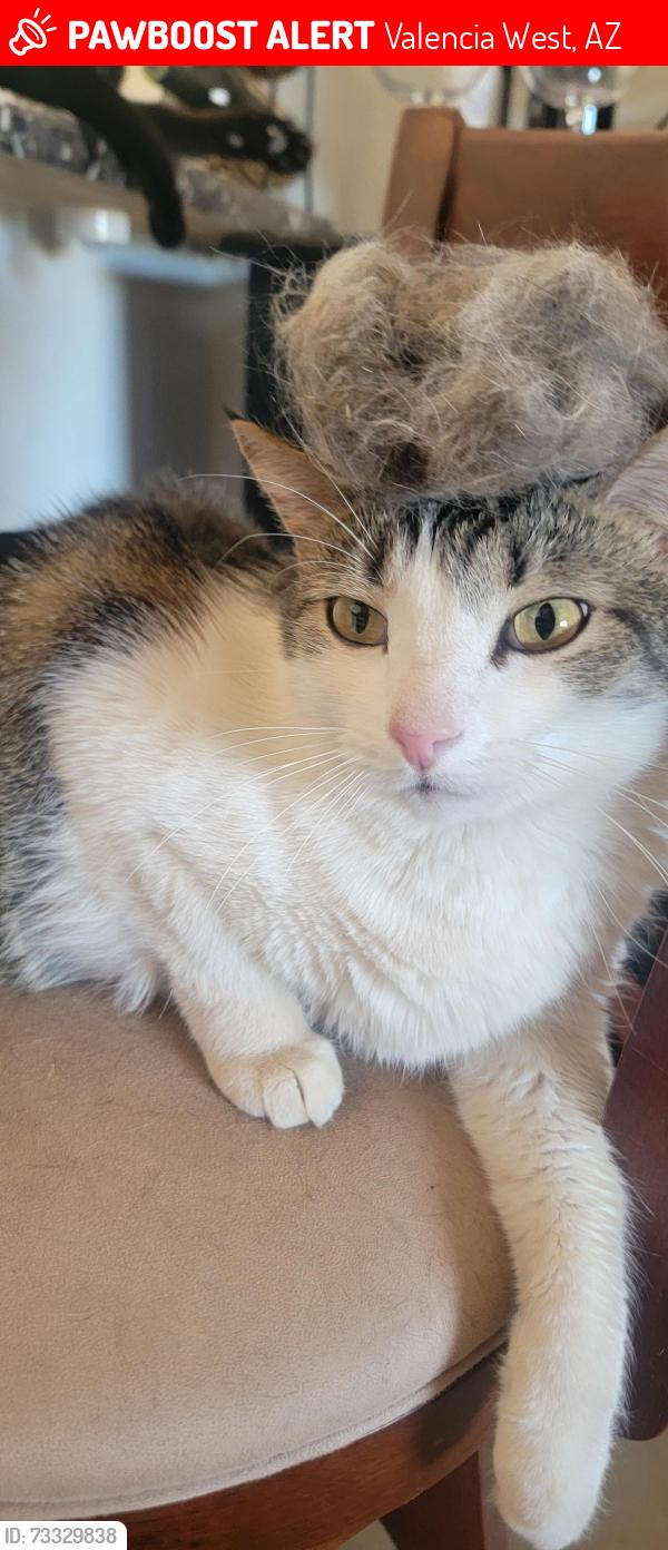 Lost Male Cat last seen Idaho and Wyoming, Valencia West, AZ 85757