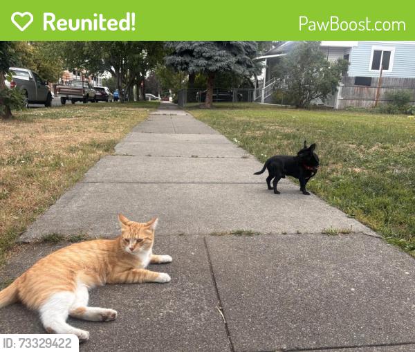 Reunited Male Cat last seen Near e Boone st and Columbus, Spokane, WA 99202