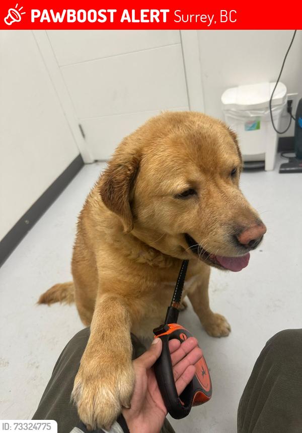 Lost Male Dog last seen Mudbay park, Surrey, BC 