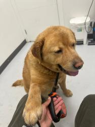 Lost Male Dog last seen Mudbay park, Surrey, BC 