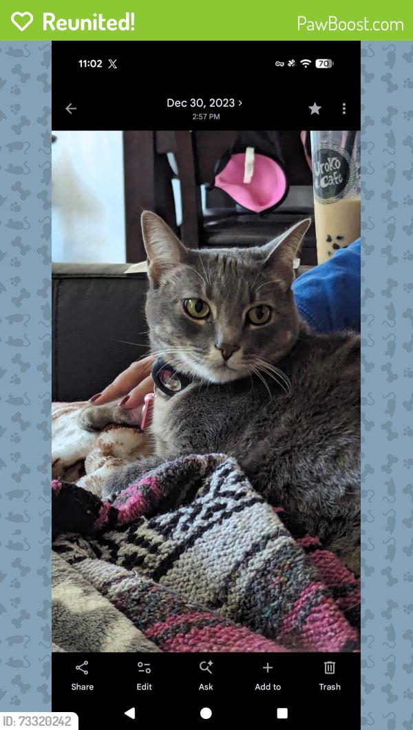 Reunited Female Cat last seen Near camp site 15, Santa Barbara County, CA 93436