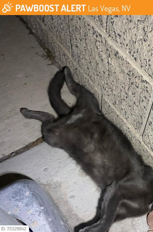 Found/Stray Female Cat last seen Washington ans rainbow, Las Vegas, NV 89108
