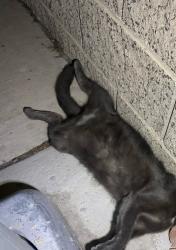 Found/Stray Female Cat last seen Washington ans rainbow, Las Vegas, NV 89108