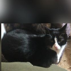Lost Female Cat last seen King road or Harvey Road, Milwaukie, OR 97222