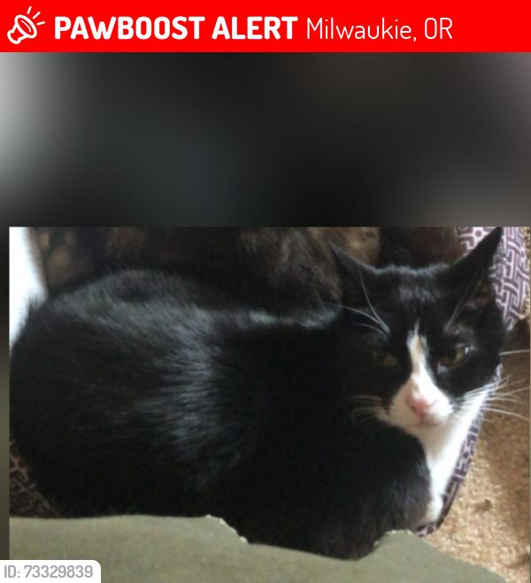 Lost Female Cat last seen King road or Harvey Road, Milwaukie, OR 97222