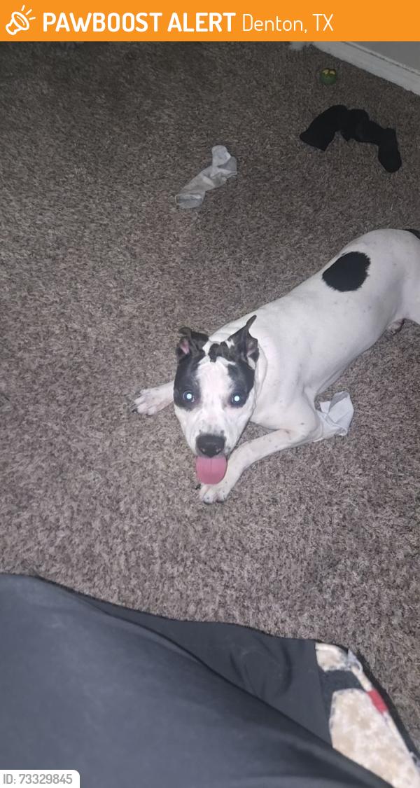 Found/Stray Female Dog last seen Timberlinks apmts, Denton, TX 76208