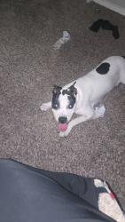 Found/Stray Female Dog last seen Timberlinks apmts, Denton, TX 76208