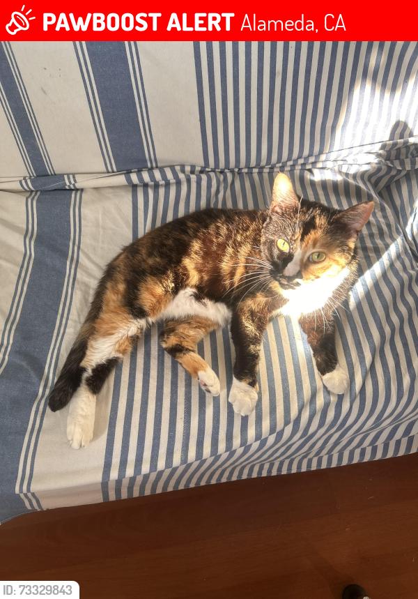Lost Female Cat last seen Triumph Drive, Alameda, CA 94501