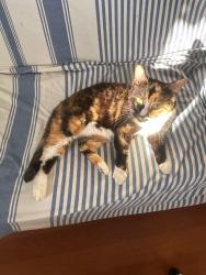 Lost Female Cat last seen Triumph Drive, Alameda, CA 94501