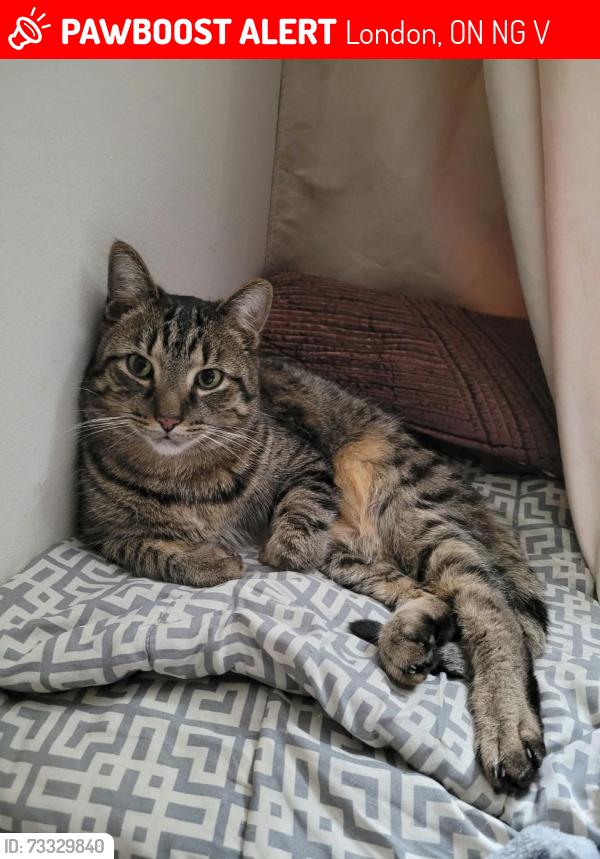 Lost Male Cat last seen Gibbons Park, Oxford Street Intersection4, London, ON N6G 2V3