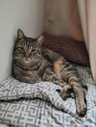 Lost Male Cat last seen Gibbons Park, Oxford Street Intersection4, London, ON N6G 2V3