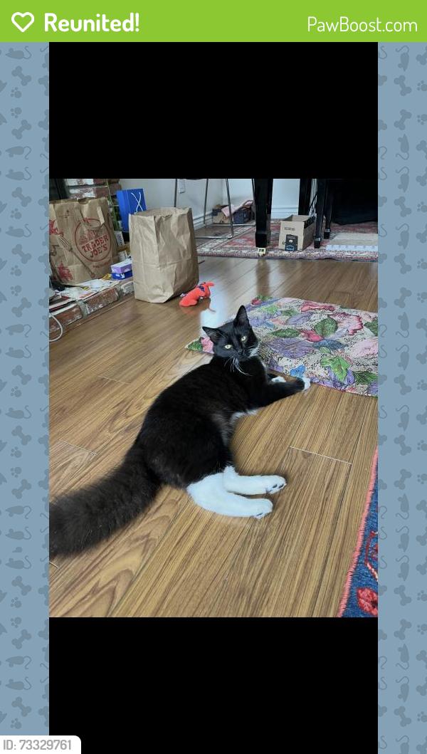 Reunited Male Cat last seen Near Timberline Ln, Walnut, CA 91789, USA, Walnut, CA 91789