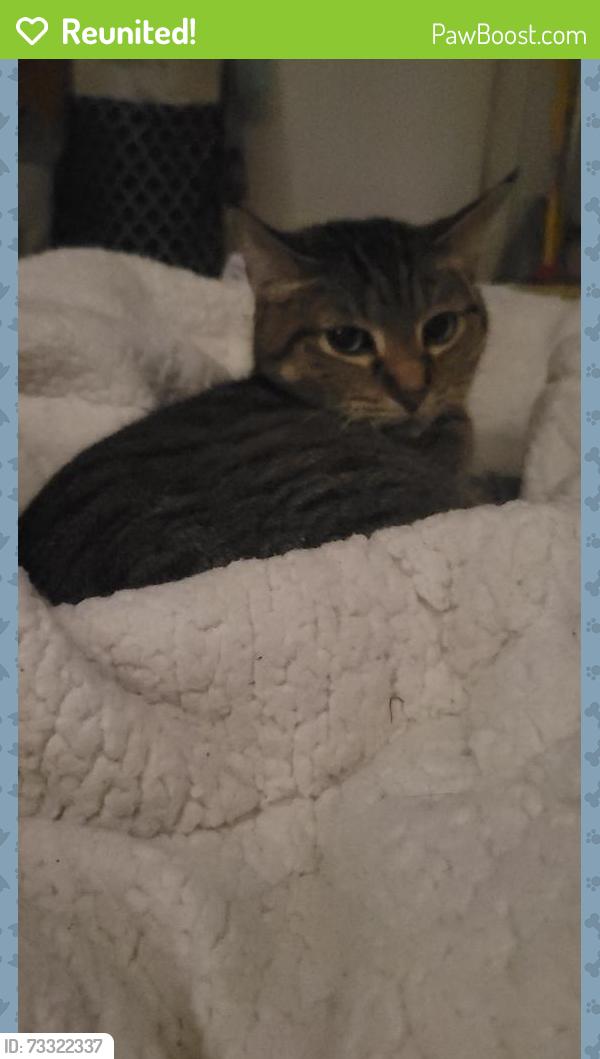 Reunited Female Cat last seen Washington and Dempster, Niles, IL 60714