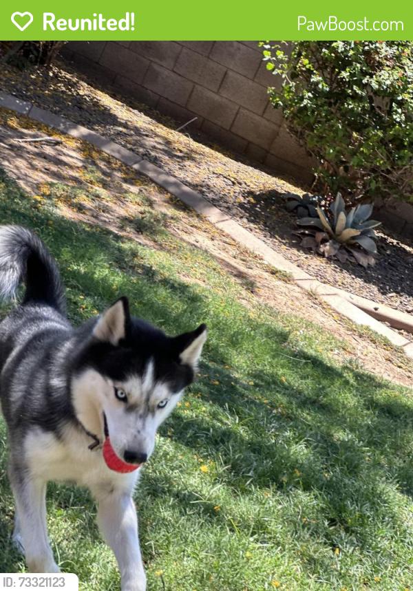 Reunited Male Dog last seen 35th Ave and Southern, Phoenix, AZ 85041