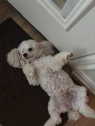 Reunited Female Dog last seen Covell Village Dr & Glen Cove Dr, Edmond, OK 73003