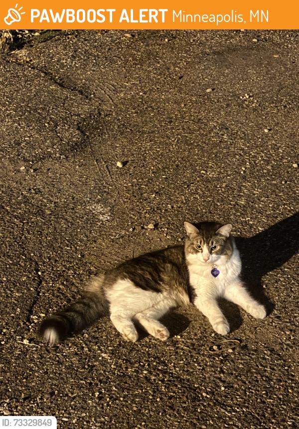 Found/Stray Female Cat last seen parking lot near dreamstate cafe and lyndale animal hosp, Minneapolis, MN 55405