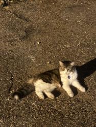 Found/Stray Female Cat last seen parking lot near dreamstate cafe and lyndale animal hosp, Minneapolis, MN 55405