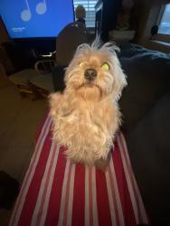 Reunited Female Dog last seen N/A, Las Vegas, NV 89121
