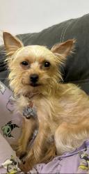 Lost Female Dog last seen Ideal market, Metairie, LA 70002