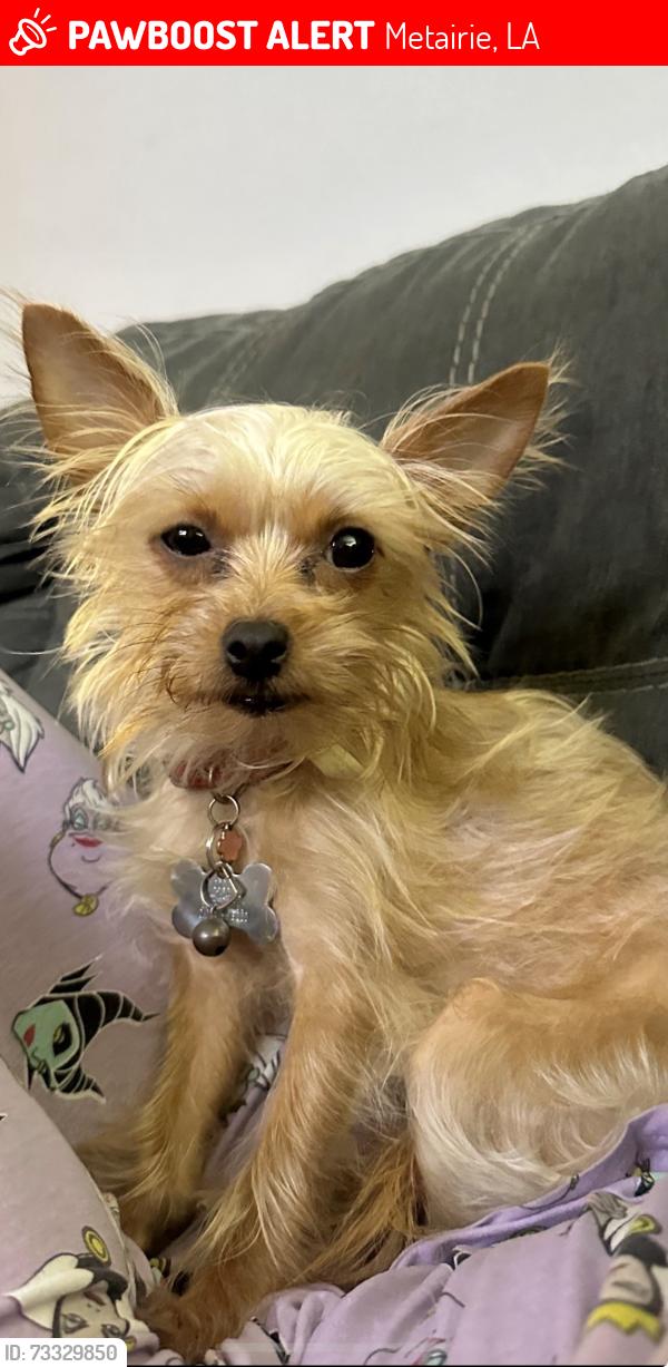 Lost Female Dog last seen Ideal market, Metairie, LA 70002