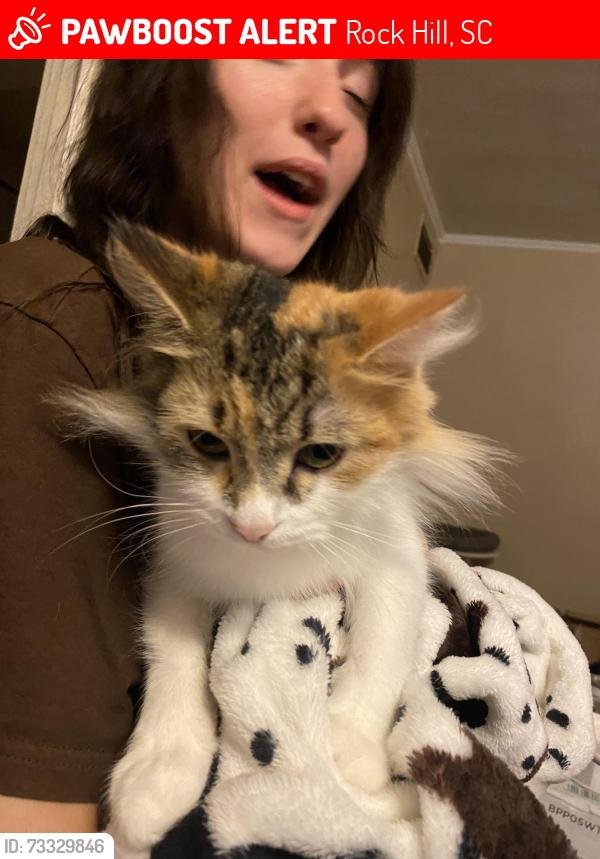 Lost Female Cat last seen passmores and border rd, Rock Hill, SC 29730