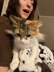 Lost Female Cat last seen passmores and border rd, Rock Hill, SC 29730