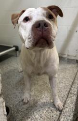 Found/Stray Unknown Dog last seen Port St. Lucie, Port St. Lucie, FL 34986