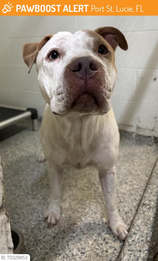 Found/Stray Unknown Dog last seen Port St. Lucie, Port St. Lucie, FL 34986
