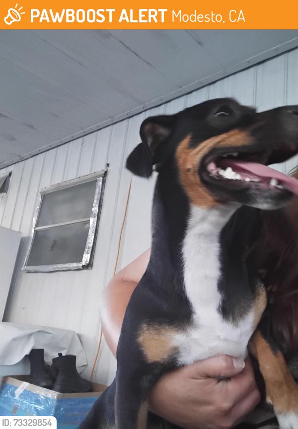 Found/Stray Female Dog last seen Prescott And Rumble, Modesto, CA 95350
