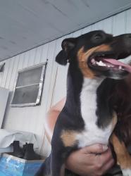 Found/Stray Female Dog last seen Prescott And Rumble, Modesto, CA 95350