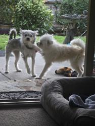 Found/Stray Male Dog last seen Pinole valley rd 94564, Pinole, CA 94564